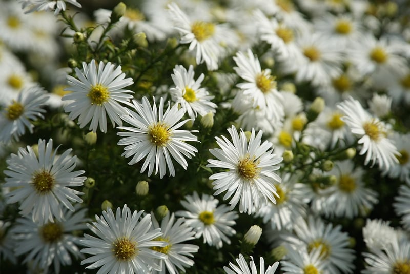 Asters