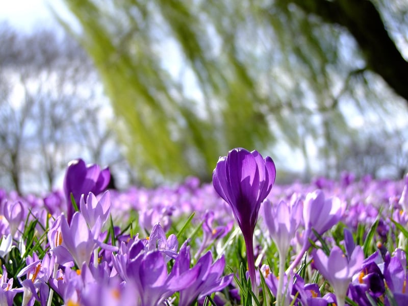 Crocuses