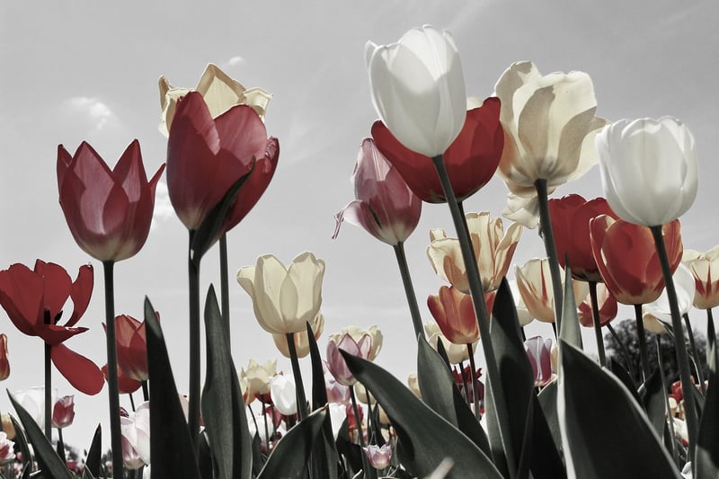 Tulips